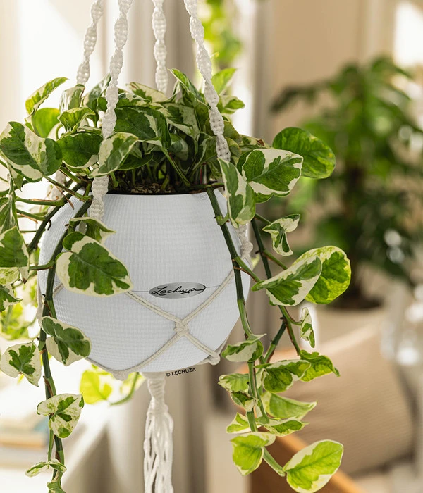 LECHUZA® PURO Color, All-in-One-Set, Inkl. Makramee-Aufhängung 6 LECHUZA® PURO Color, All-in-One-Set, Inkl. Makramee-Aufhängung – Bild 4