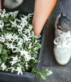 Capi Europe Kunststoff-Topf Rib, Quadratisch 9 Capi Europe Kunststoff-Topf Rib, Quadratisch -Haus Pflanzen Welt 6697122 WE DE 001 CapiEuropeKunststoffTopfRibquadratisch