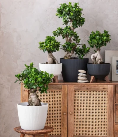 Dehner Kunststoff-Schale Roma, Rund, Ca. Ø24/H15 Cm -Haus Pflanzen Welt 6699870 WE MO 001 KunststoffTopfMagnoliaRoma