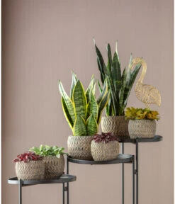 Bogenhanf - Sansevieria Trifasciata Var. Laurentii -Haus Pflanzen Welt 6709133 6709125 6757033 WE MO 001 TopfChriaGold