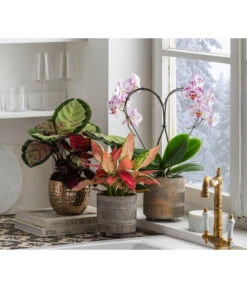 Dehner Beton-Übertopf Nola, Rund, Grau-kupfer 13 Dehner Beton-Übertopf Nola, Rund, Grau-kupfer -Haus Pflanzen Welt 6732499 6732929 6784912 WE MO 001 TopfNolaGold