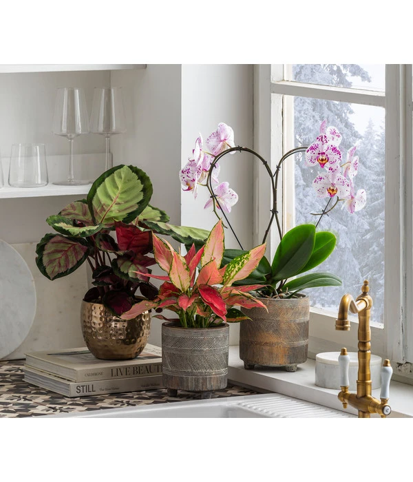 Dehner Beton-Übertopf Nola, Rund, Grau-kupfer 8 Dehner Beton-Übertopf Nola, Rund, Grau-kupfer – Bild 6