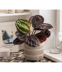 Dehner Beton-Übertopf Nola, Rund, Grau-kupfer 12 Dehner Beton-Übertopf Nola, Rund, Grau-kupfer -Haus Pflanzen Welt 6732499 WE MO 004 TopfNolaGold