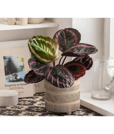 Dehner Beton-Übertopf Nola, Rund, Grau-kupfer -Haus Pflanzen Welt 6732499 WE MO 004 TopfNolaGold