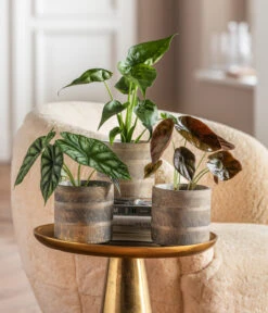 Dehner Beton-Übertopf Nola, Rund, Grau-kupfer 10 Dehner Beton-Übertopf Nola, Rund, Grau-kupfer -Haus Pflanzen Welt 6732515 WE MO 001 GlamourPaketNola