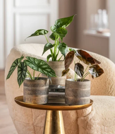 Dehner Beton-Übertopf Nola, Rund, Grau-kupfer -Haus Pflanzen Welt 6732515 WE MO 001 GlamourPaketNola