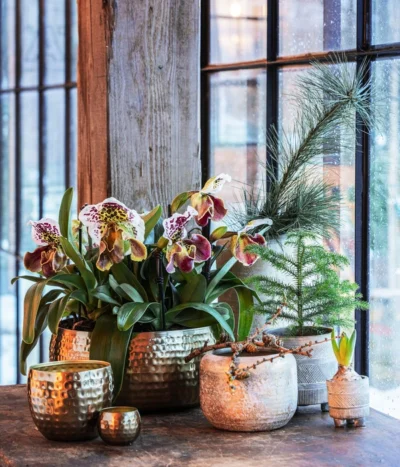 Frauenschuh - Paphiopedilum Hybride, Verschiedene Sorten 19 Frauenschuh - Paphiopedilum Hybride, Verschiedene Sorten -Haus Pflanzen Welt 6732606 6732499 6732515 6784912 6784920 6784938 WE MO 001 TopfNolaGoldGrauTopfSchaleKodyGold