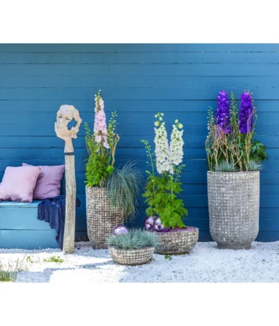 Rittersporn, Verschiedene Farben 21 Rittersporn, Verschiedene Farben -Haus Pflanzen Welt 6732911 WE MO 001 KeramikPflanztopfRelicRittersporn