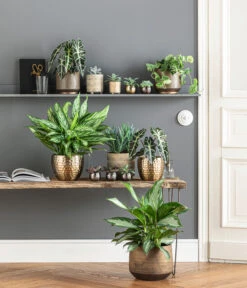 Dehner Metall-Übertopf Kody, Bauchig, Gold -Haus Pflanzen Welt 6732952 WE MO 001 TopfNolaKodyGoldMathea 4450722