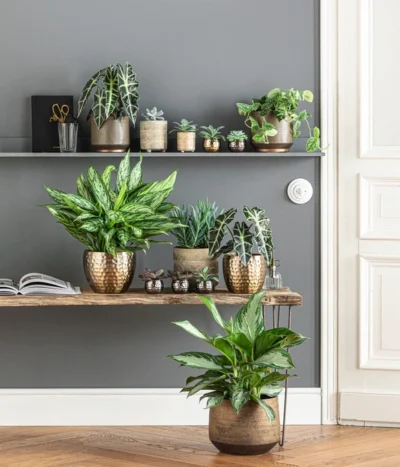 Dehner Metall-Übertopf Kody, Bauchig, Gold -Haus Pflanzen Welt 6732952 WE MO 001 TopfNolaKodyGoldMathea 4450722