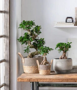 Chinesische Feige - Ficus Microcarpa 'Ginseng' -Haus Pflanzen Welt 6735047 WE MO 001 KorbLiljaSchwarz FicusGiseng
