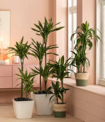 Drachenbaum - Dracaena Fragrans 'Hawaiian Sunshine' -Haus Pflanzen Welt 6735286 WE MO 002 KorbPhil 1