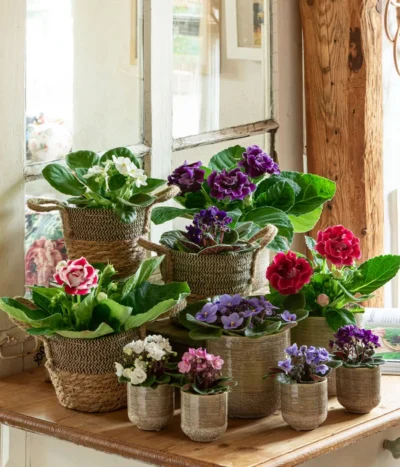 Dehner Seegras-Korb Lilja, Konisch -Haus Pflanzen Welt 6739577 WE MO 001 TopfIssa