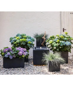 Blauschwingel 'Cool As Ice' -Haus Pflanzen Welt 6743645 6743991 WE MO 001 DehnerPolyresinGartenbrunnenPraca