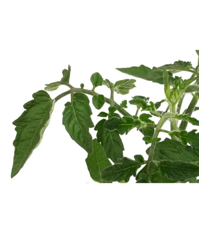 Sonnenparadeiser, Gelb -Haus Pflanzen Welt 6766794 WE DE 001 SonnentomateGelb