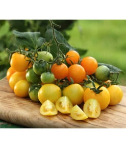 Sonnenparadeiser, Gelb