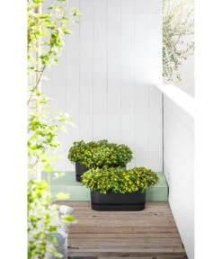 Elho Kunststoff-Topf Greenville, Ca. B20/B18/T49 Cm -Haus Pflanzen Welt 6768964 WE MO 002 ElhoKunststoffTopfGreenville