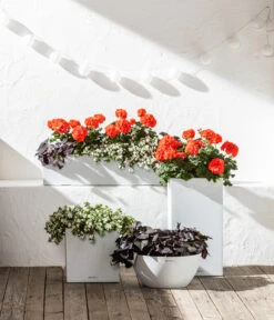 Schneeflockenblume -Haus Pflanzen Welt 6770721 8813206 8809592 8824500 WE MO 001 LechuzaSchaleCubetoStone 2