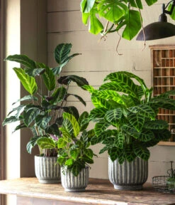 Korbmarante - Calathea 'Maui Queen' 5 Korbmarante - Calathea 'Maui Queen' -Haus Pflanzen Welt 6781553 6781561 6781579 WE MO 001 TopfCalWeissGrau 1