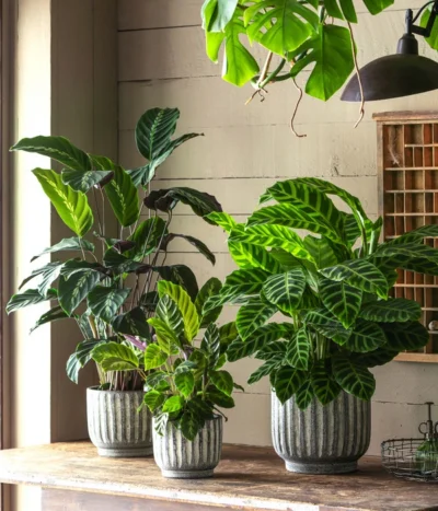 Korbmarante - Calathea 'Maui Queen' -Haus Pflanzen Welt 6781553 6781561 6781579 WE MO 001 TopfCalWeissGrau 1