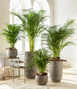 Dehner Keramik-Vase Lana, Bauchig, Braun 5 Dehner Keramik-Vase Lana, Bauchig, Braun -Haus Pflanzen Welt 6799894 6799910WE MO 001 VaseLanaBraun 1