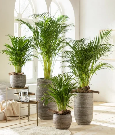 Goldfruchtpalme - Dypsis Lutescens -Haus Pflanzen Welt 6799894 6799910WE MO 001 VaseLanaBraun