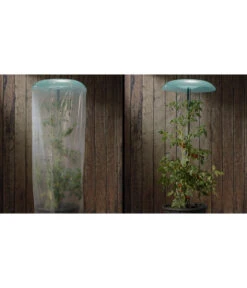 KHW Tomatenhut 9 KHW Tomatenhut -Haus Pflanzen Welt 6818819 WE DE 001 Tomatenhut 2erSet