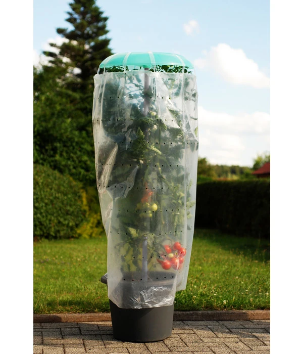 KHW Tomatenhut 3 KHW Tomatenhut