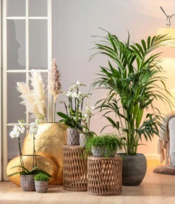 Midi Schmetterlingsorchidee - Phalaenopsis Cultivars, Weiß 7 Midi Schmetterlingsorchidee - Phalaenopsis Cultivars, Weiß -Haus Pflanzen Welt 6835235 6835243 6835284 6835268 6835276 WE MO 001 TopfRipleyBroze