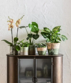 Dieffenbachie - Dieffenbachia Seguine Compacta 8 Dieffenbachie - Dieffenbachia Seguine Compacta -Haus Pflanzen Welt 6842892 6735286 6842892 6842900 WE MO 001 KorbPhilGruen