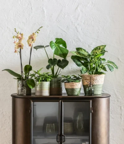 Dieffenbachie - Dieffenbachia Seguine Compacta -Haus Pflanzen Welt 6842892 6735286 6842892 6842900 WE MO 001 KorbPhilGruen