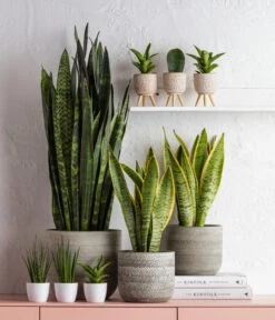 Dehner Beton-Übertopf Gaby, Rund, Ca. Ø7,5 Cm -Haus Pflanzen Welt 6874994 6875009 1584218 6733604 WE MO 001 TopfLucianGruen