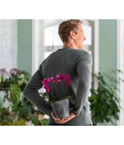 Dehner Keramik-Übertopf Nature Earth, Konisch, Grau, Ca. Ø14 Cm -Haus Pflanzen Welt 6895577 WE MO 002 OrchideentopfNature