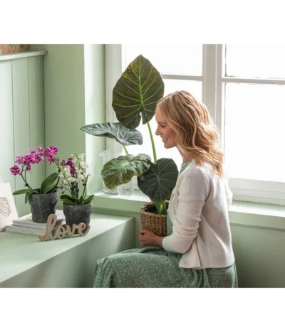 Dehner Keramik-Übertopf Nature Earth, Konisch, Grau, Ca. Ø14 Cm -Haus Pflanzen Welt 6895577 WE MO 004 OrchideentopfNatureEarth