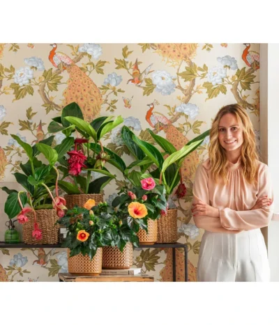 Medinille - Medinilla Magnifica 'Flamenco' 8 Medinille - Medinilla Magnifica 'Flamenco' -Haus Pflanzen Welt 6895627 WE MO 001 TopfThies MedinillaMagnicifa Hibiskus