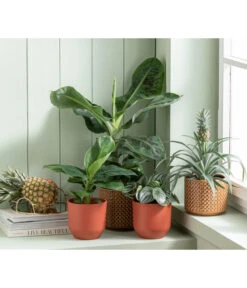 Japanische Faserbanane - Musa Basjoo -Haus Pflanzen Welt 6895635 WE MO 001 Freshandfruity Musa