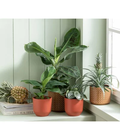 Japanische Faserbanane - Musa Basjoo -Haus Pflanzen Welt 6895635 WE MO 001 Freshandfruity Musa