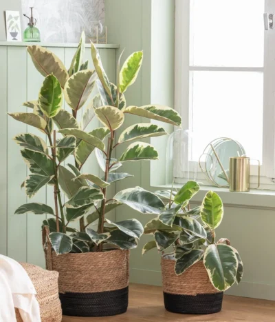 Gummibaum - Ficus Elastica 'Tineke' 5 Gummibaum - Ficus Elastica 'Tineke' -Haus Pflanzen Welt 6904783 WE MO 001 Ficus