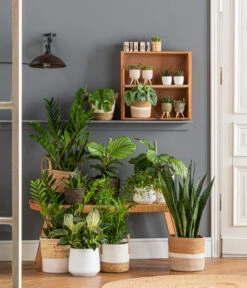 Dehner Seegras-Korb Ida, Rund -Haus Pflanzen Welt 6904882 6904304 4439212 WE MO 001 KorbHarmonyIdaPhil