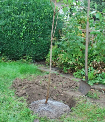 Wühlmauskorb -Haus Pflanzen Welt 6920136 WE MO 004 Wuehlmauskorb