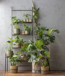 Fensterblatt - Monstera Deliciosa -Haus Pflanzen Welt 6924559 6904957 6924559 WE MO 001 Monstera 1