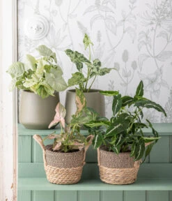 Dehner Seegras-Korb Lilja, Konisch -Haus Pflanzen Welt 6924559 WE MO 001 Syngonium 1