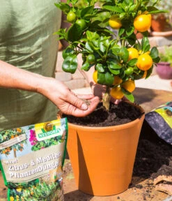 Neudorff Azet® Zitrus- Und Mediterraner Pflanzendünger, 750 G -Haus Pflanzen Welt 6926877 WE MO 001 AzetZitrusundMediterranerPflanzenduenger