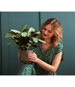 Korbmarante - Ctenanthe Burle-marxii 7 Korbmarante - Ctenanthe Burle-marxii -Haus Pflanzen Welt 6936019 WE MO 001 ZimmerPflanzenKuno