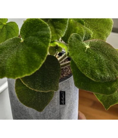 LECHUZA® TRENDCOVER Felt, All-in-One Set -Haus Pflanzen Welt 6946941 6947121 WE MO 002 TrendcoverFelthellgrau