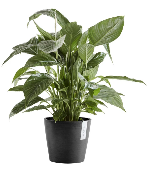 Ecopots Kunststoff-Topf Amsterdam Mit Wassersystem, Rund 4 Ecopots Kunststoff-Topf Amsterdam Mit Wassersystem, Rund – Bild 2