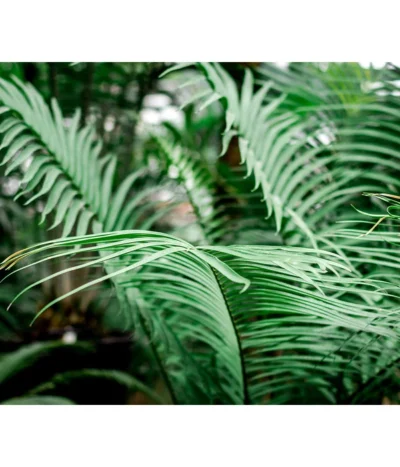 Floragard Aktiv Grünpflanzen- Und Palmenerde, 56 X 20 L -Haus Pflanzen Welt 6955793 WE MO 002 FloragardAktivGruenpflanzenundPalmenerde56x20l