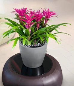 LECHUZA® CLASSICO LS, All-in-One-Set 10 LECHUZA® CLASSICO LS, All-in-One-Set -Haus Pflanzen Welt 6962112 WE MO 02 LechuzaCLASSICOPremiumSilber