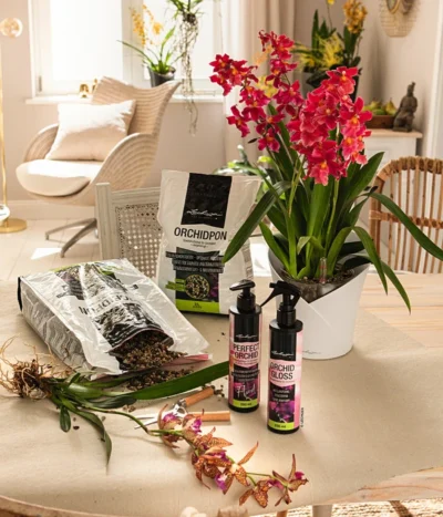 LECHUZA® ORCHIDEA, All-in-One Set, Ca. Ø18/H20 Cm -Haus Pflanzen Welt 6963375 4191078 4312518 WE FS 26 OrchideaWeiss LechuzaOrchidpon DisplDuenngerOrchi