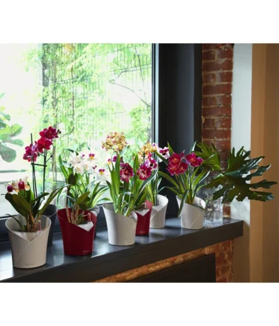LECHUZA® ORCHIDEA, All-in-One Set, Ca. Ø18/H20 Cm -Haus Pflanzen Welt 6963375 6963383 6963391 WE MO 03 ORCHIDEAWeissAnthraRot
